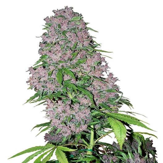 Super Jack Auto Seeds