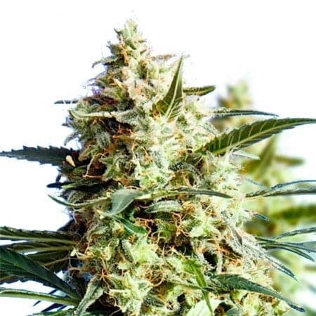 The White Seeds