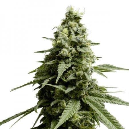 Thin Mint GSC Auto Seeds