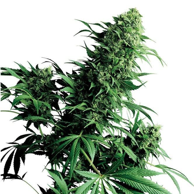 Timewreck Seeds