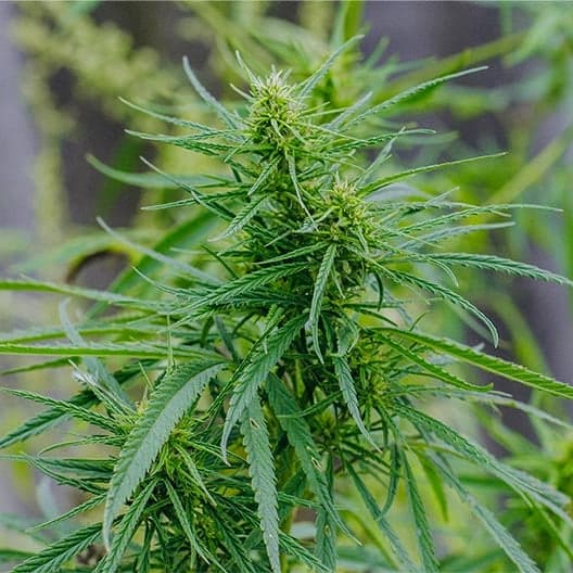White Gushers Seeds