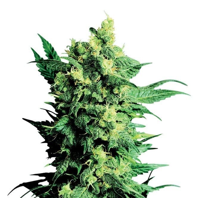 Willy’s Wonder Auto Seeds