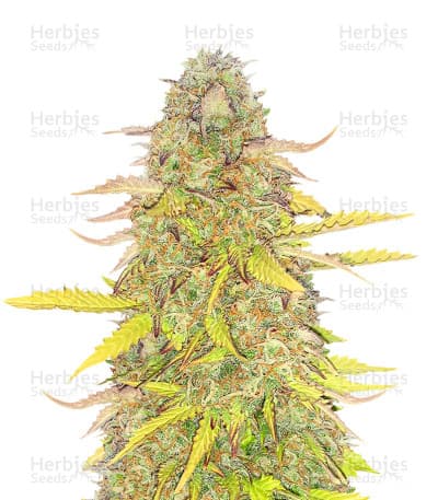 Acid Rain Seeds