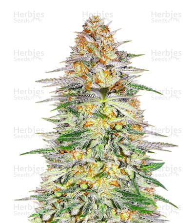 Alpha 21 Seeds