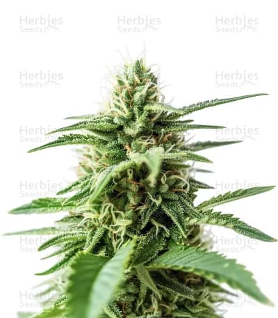 Amnesia Haze Seeds
