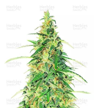 Apple Betty Auto Seeds