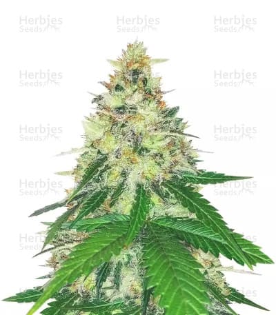 Apple Betty Seeds
