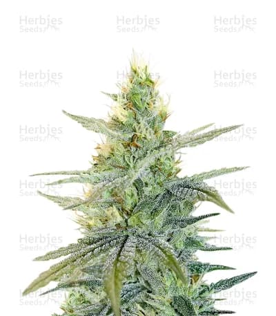 Apple Fritter Seeds
