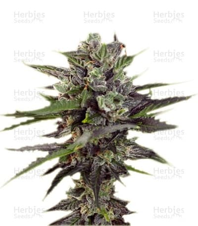 Auto Blueberry Seeds