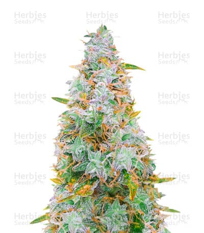 Auto Night Queen Seeds