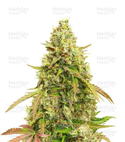 Auto White Widow Seeds