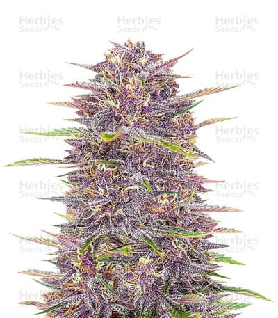 Banana Purple Punch Seeds