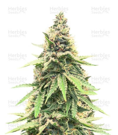Critical Amnesia Seeds