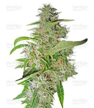 Big Bud Seeds