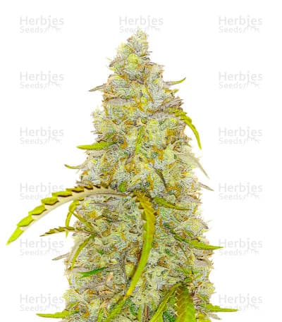 Black Herer Seeds