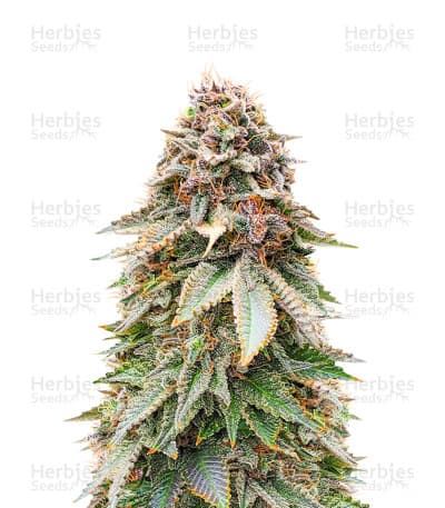 Blackberry Moonrocks Seeds