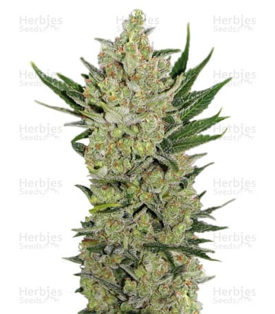 Blueberry Cheese Auto Seeds