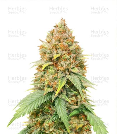 Blueberry Cheese Seeds