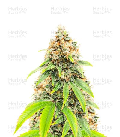 Blueberry OG Seeds