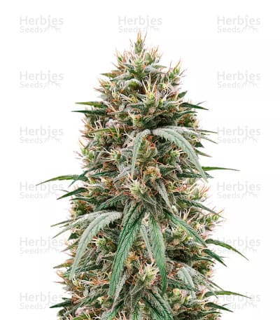 Blueberry Hill Seeds