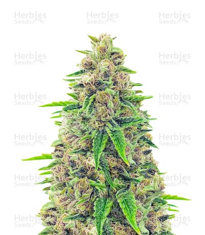 Totally Alpha OG Seeds (AlphaFem Seeds) Seeds