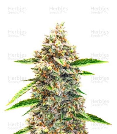 Bruce Banner #3 Auto Seeds