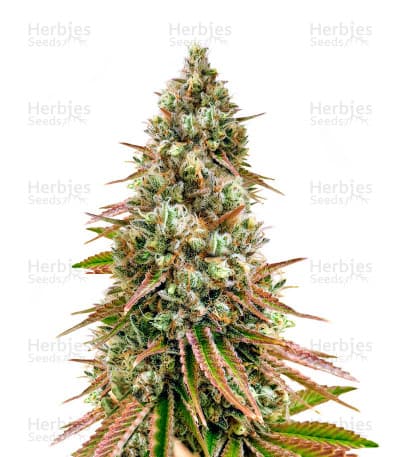 Bruce Banner #3 Seeds