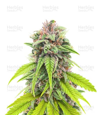 Bruce Banner # Seeds