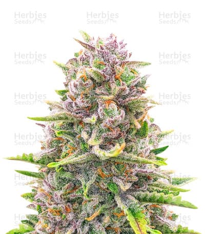 Bruce Banner Autoflower Seeds