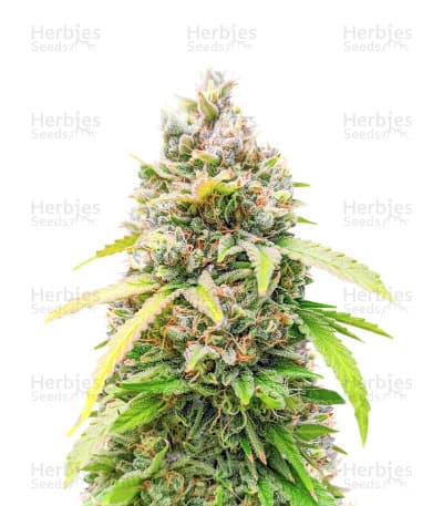 Bruce Banner Fast Version Seeds