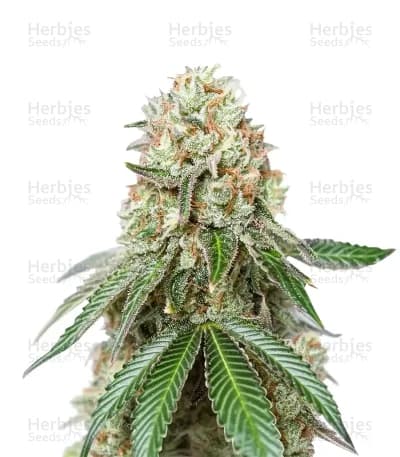 Bruce Banner Seeds