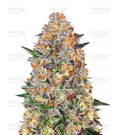 Bubba Kush Seeds