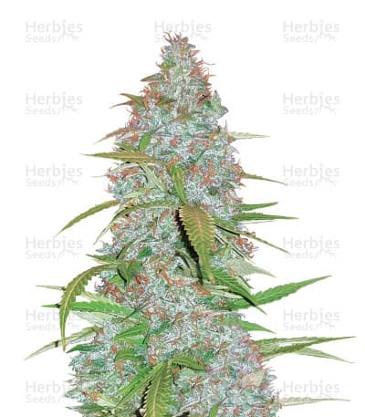 Californian Snow Auto Seeds