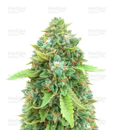 Chemdog Fast Version Seeds