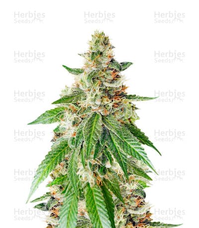 Chemdog Fast Version Seeds