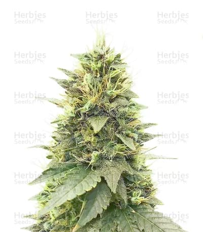 Cherry Poppers Seeds