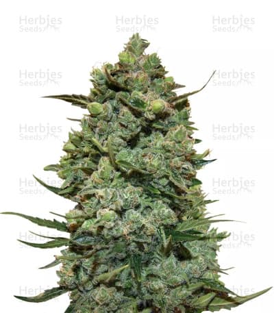 Cookies Kush Seeds