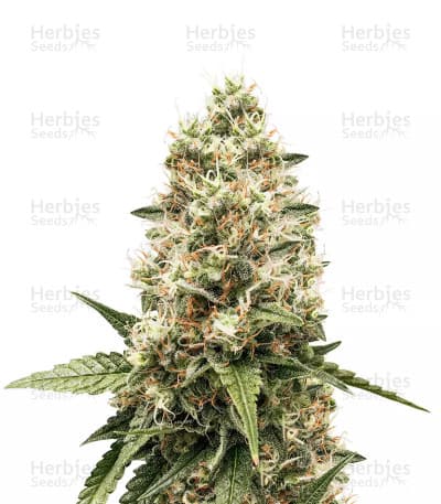 Critical Kush Seeds