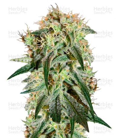 Damn Sour Seeds