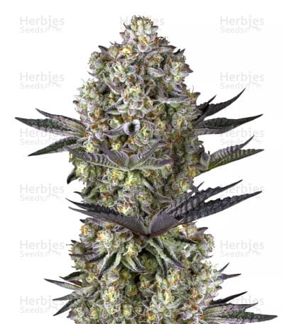 Dos Si Dos 33 Seeds