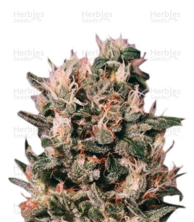 Euforia Seeds