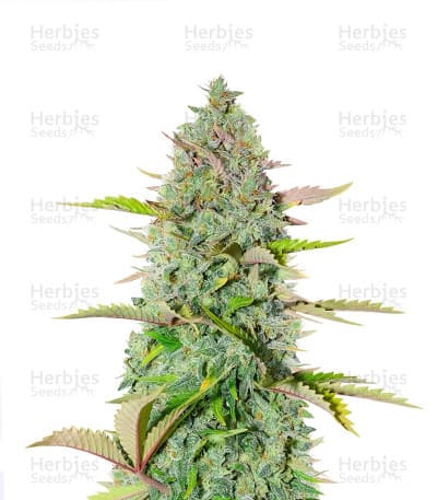 G14 Auto Seeds