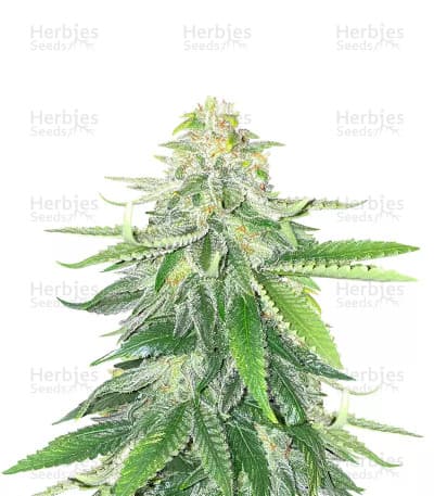 Gorilla Glue #4 Seeds