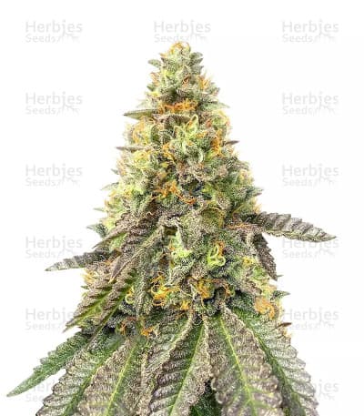 Girl Scout Cookies Fast Version Seeds