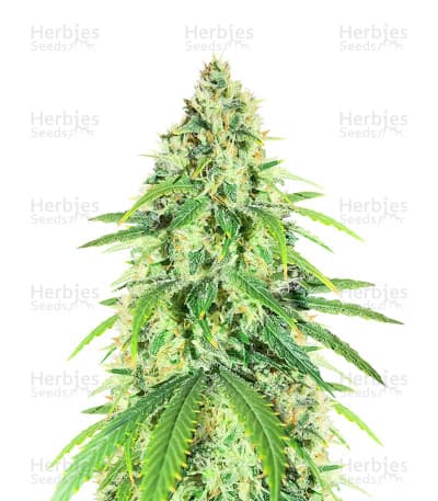 Glue Sherbert Seeds