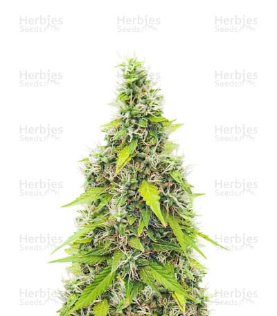 Auto GG#4 Original Glue F1 Seeds