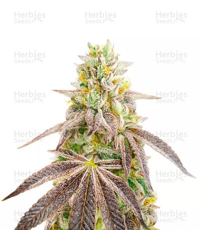Godfather OG Seeds