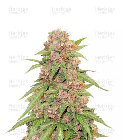 Godzilla Cookies Seeds