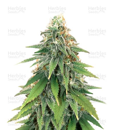 Godzilla Original Glue GG#4 Seeds