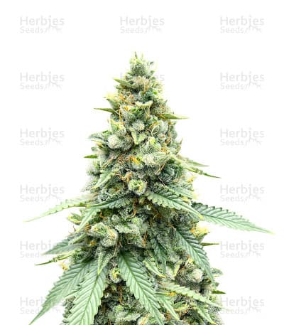 Gorilla Cookies Fast Flowering Seeds